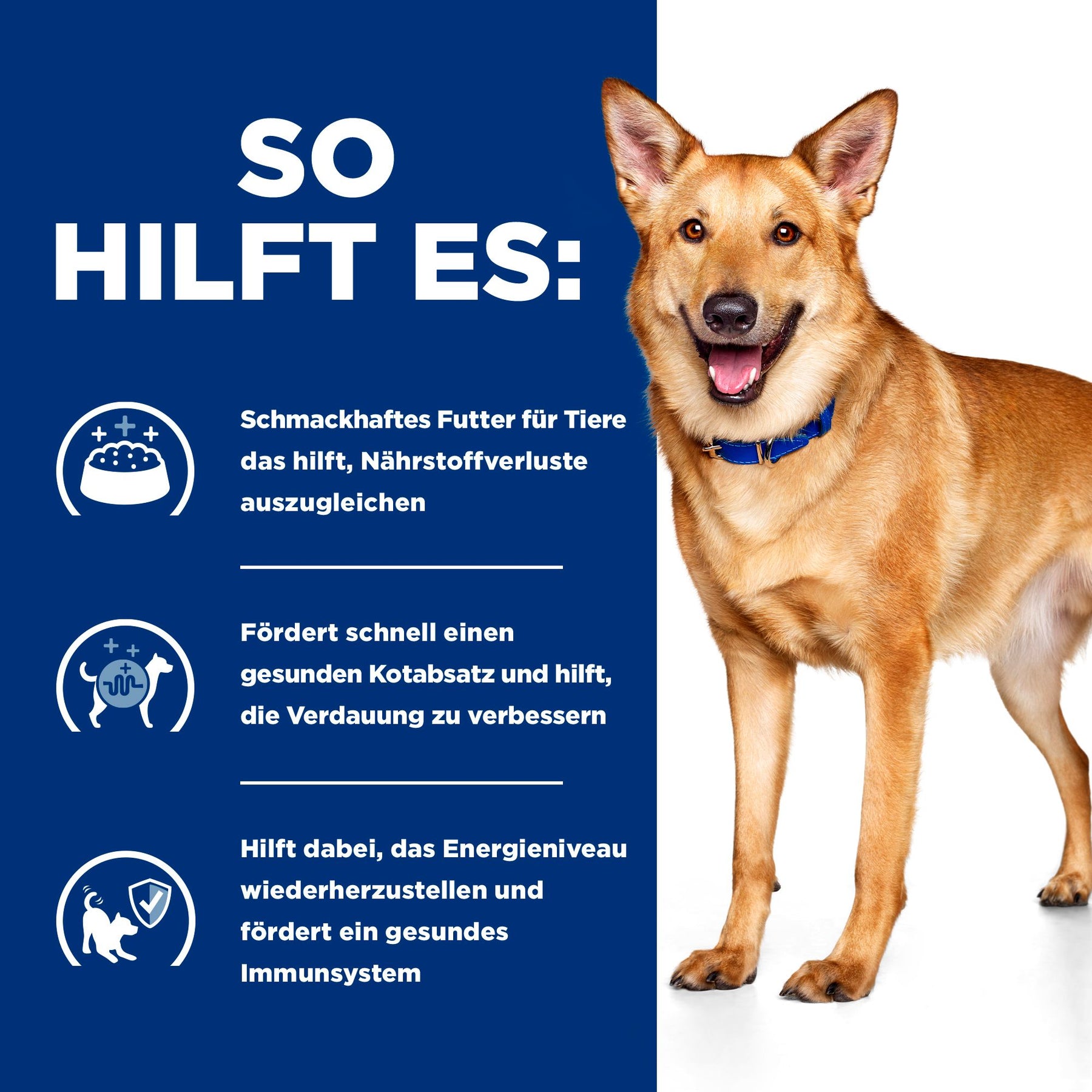 i/d Hundefutter Wie es hilft