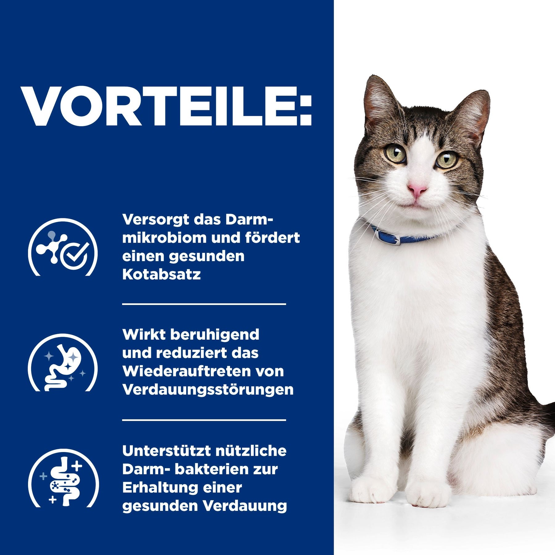 Gastrointestinal Biome Katzen Ragout Wie es hilft