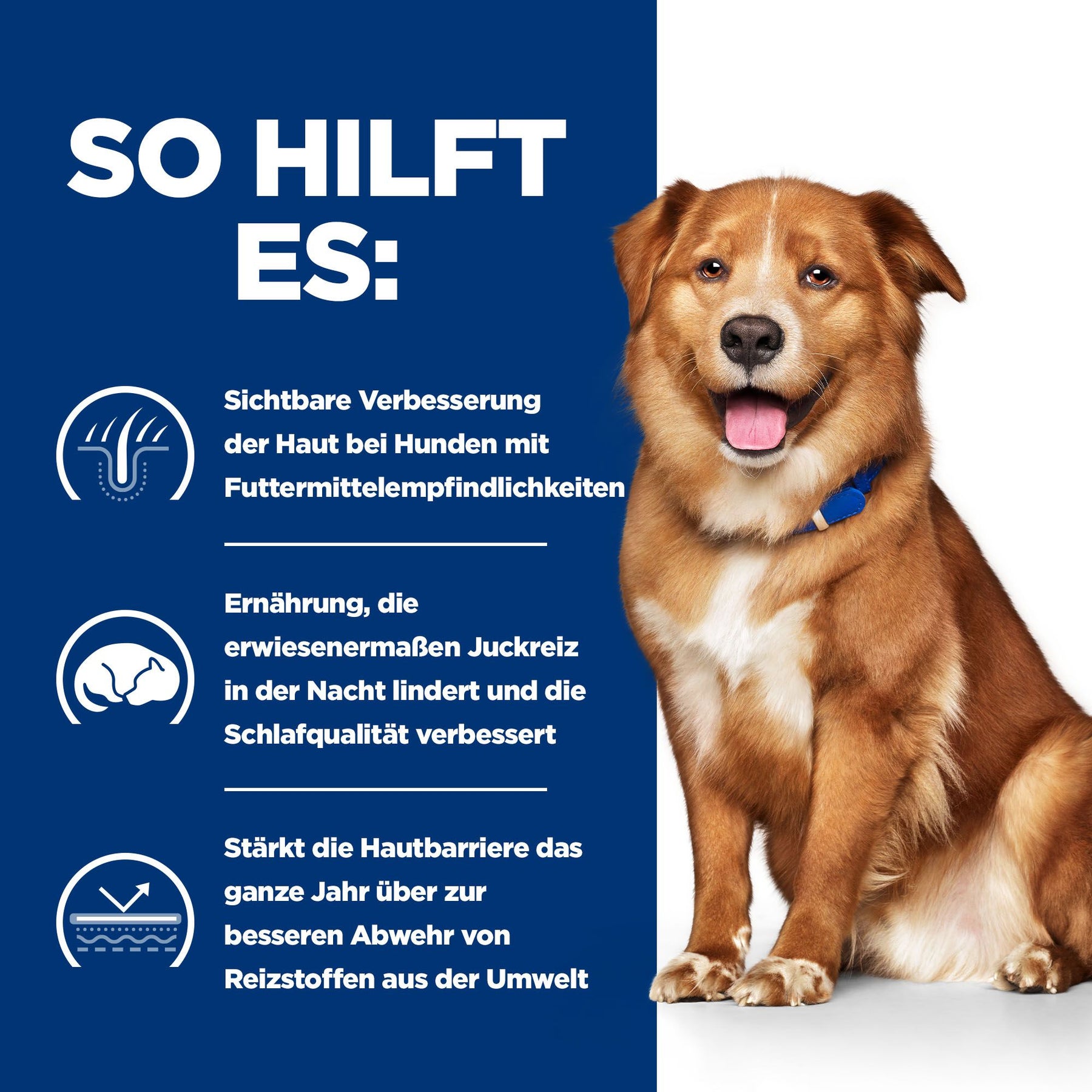 Derm Complete Nassfutter für Hunde Packshot