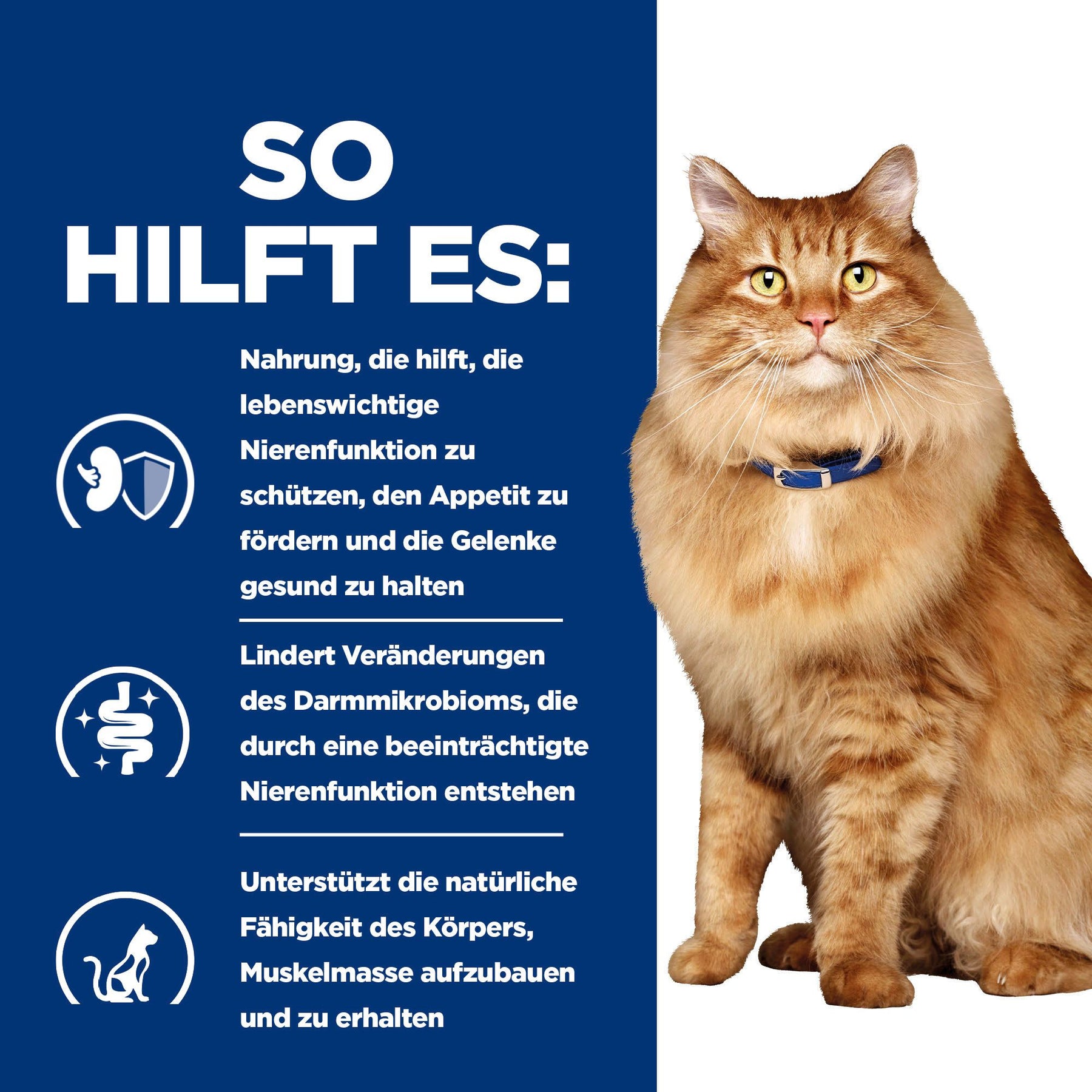 k/d + Mobility Nassfutter für Katzen Wie es hilft
